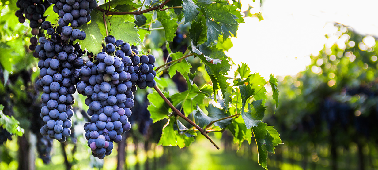 wine